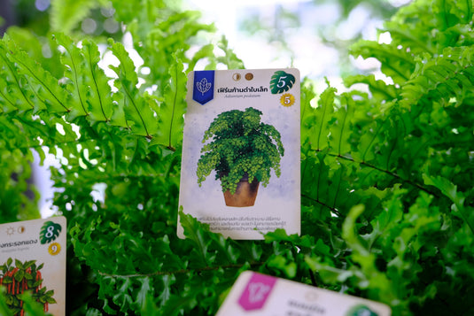 VERDANT สวนเนรมิต TH